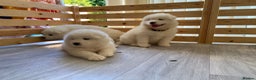 Samoyed dogs for stud: Purebred KC Registered SAMOYED Stud for Breeding  in Reading - Advert 22