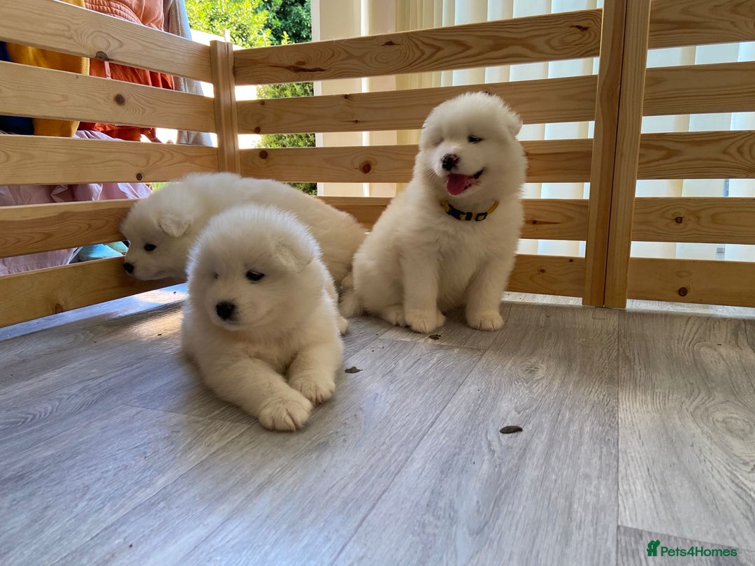 Samoyed dogs for stud: Purebred KC Registered SAMOYED Stud for Breeding  in Reading - Image 22
