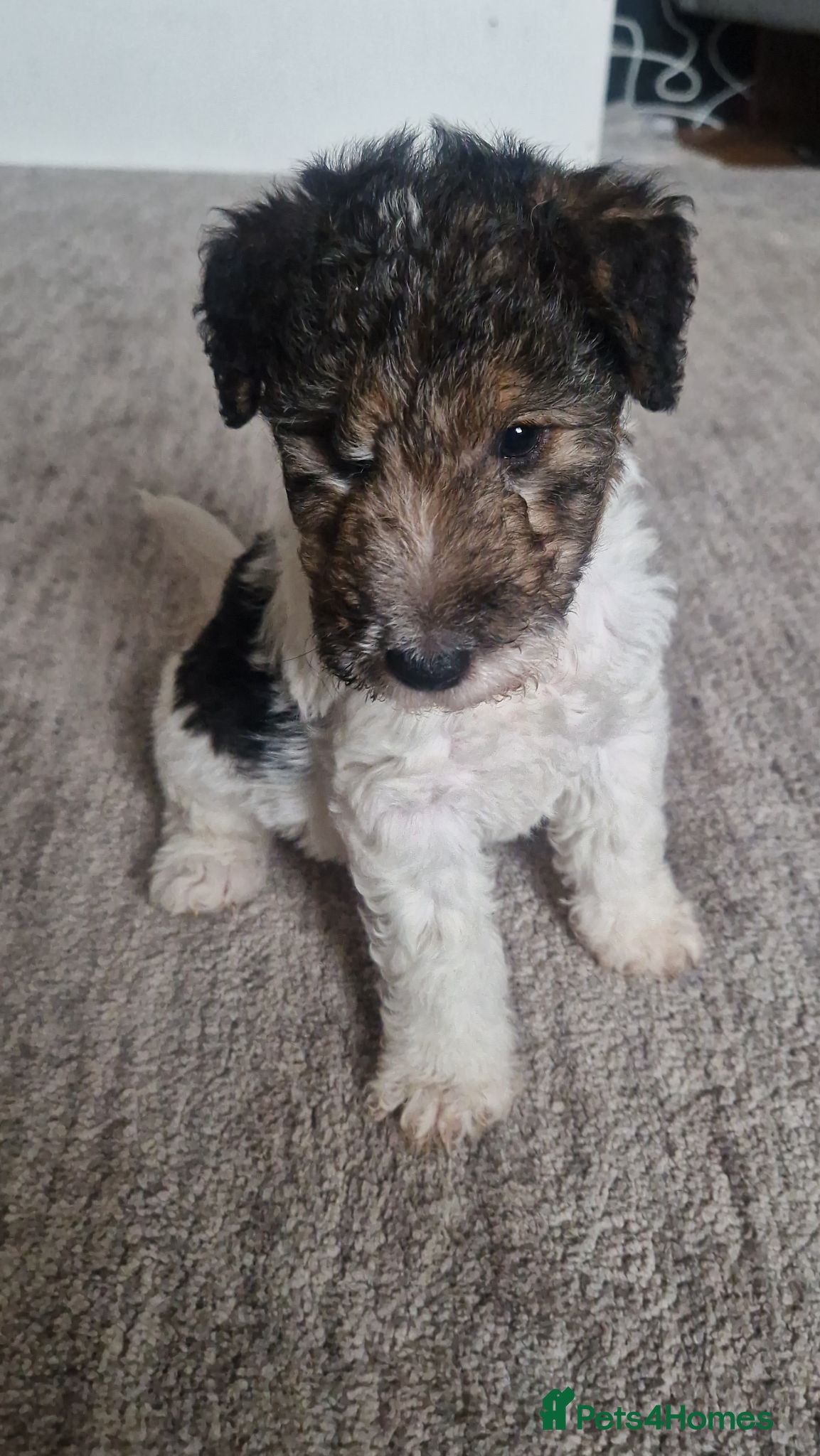 Fox Terrier dogs Wired fox terrier puppies  - Advert 2