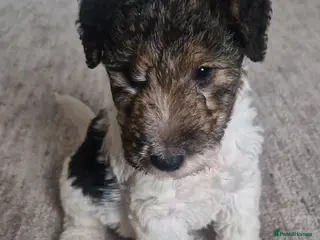 Fox Terrier dogs Wired fox terrier puppies - Advert 2