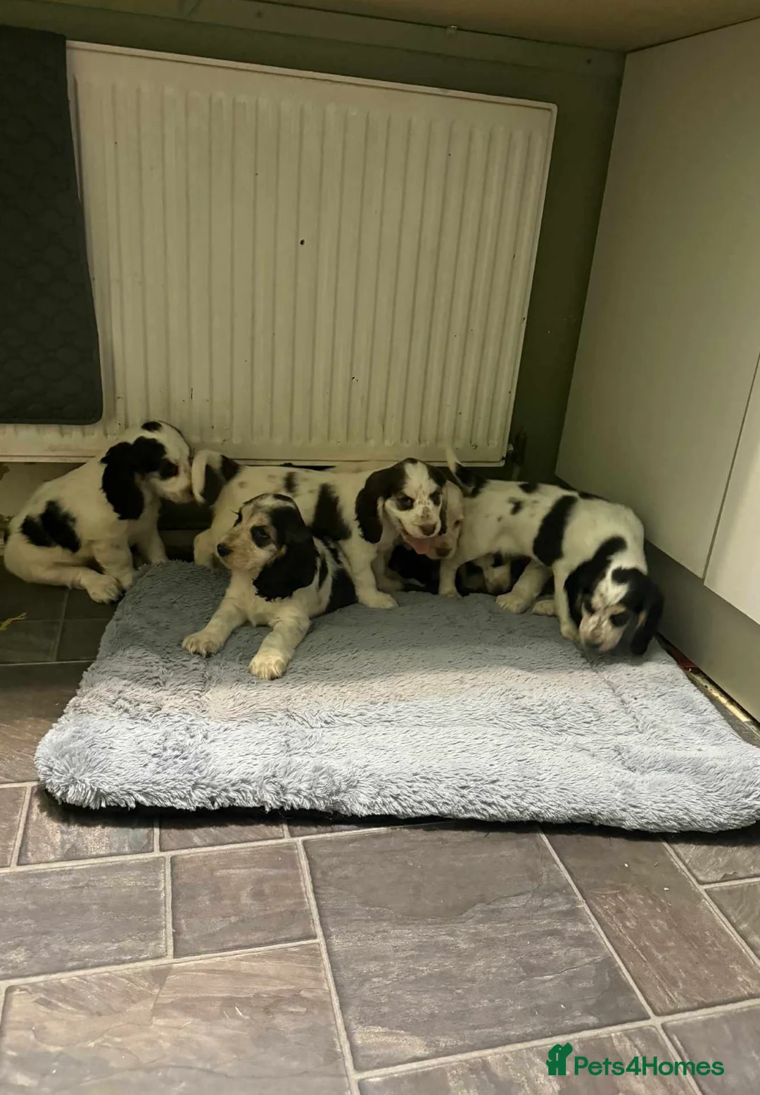 Cocker Spaniel dogs for sale: 7 beautiful sable roan stunners  - Advert 2