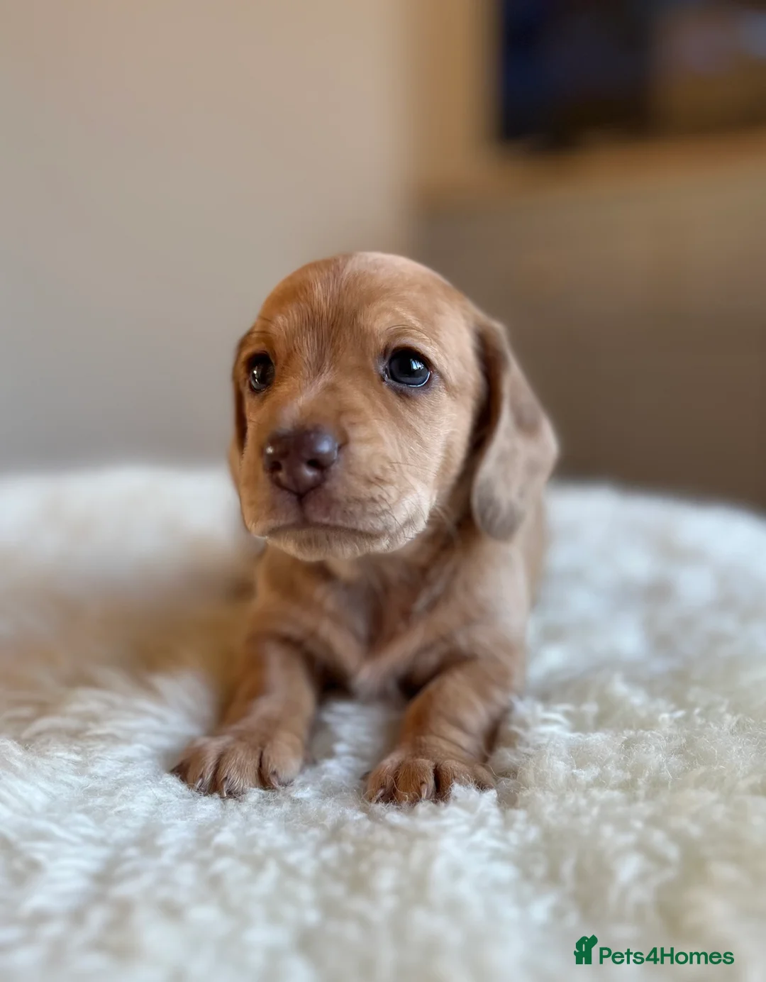 Miniature Dachshund dogs for sale: 5 cream miniature dachshunds - Advert 2