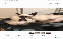 Siamese cats for sale: Traditional Siamese - Image 2