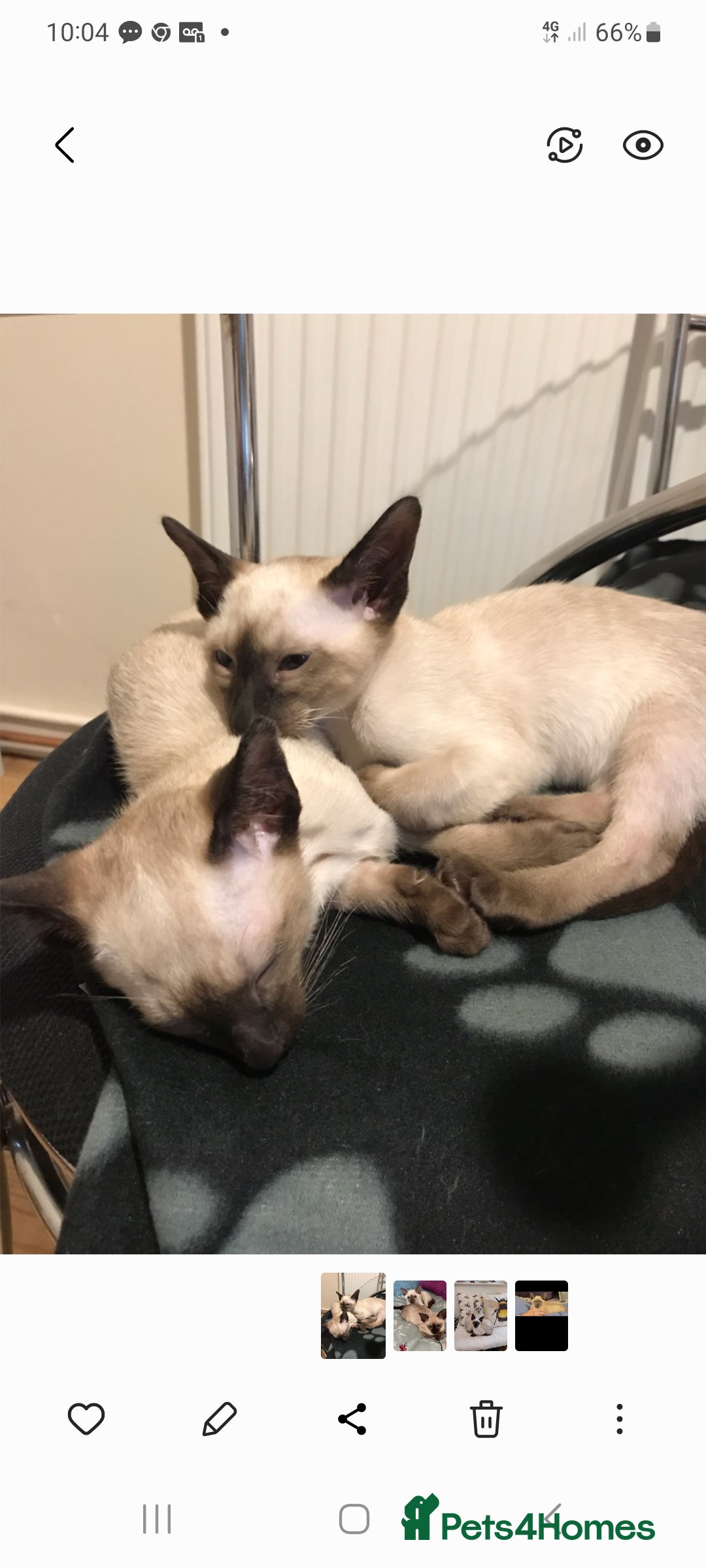 Siamese cats for sale: Traditional Siamese - Image 2