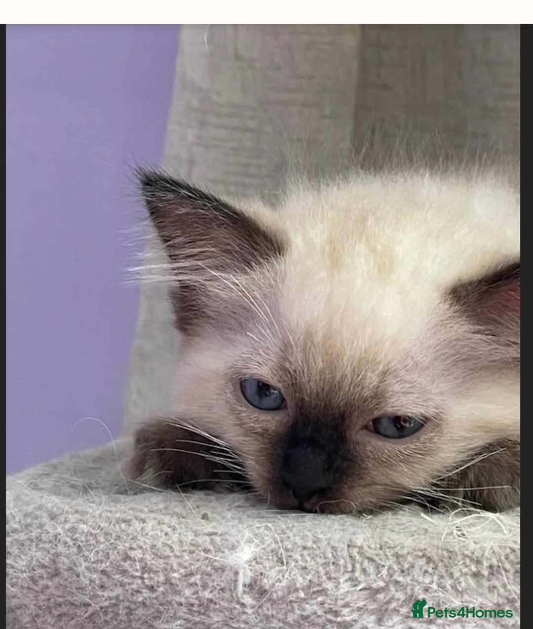 Ragdoll cats for sale: 6th Generation*Pedigree Ragdoll Kittens GCCF&TICA - Advert 13