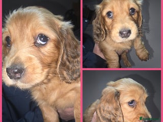 Miniature Dachshund dogs Chocolate Dapple Dachshund - Advert 9