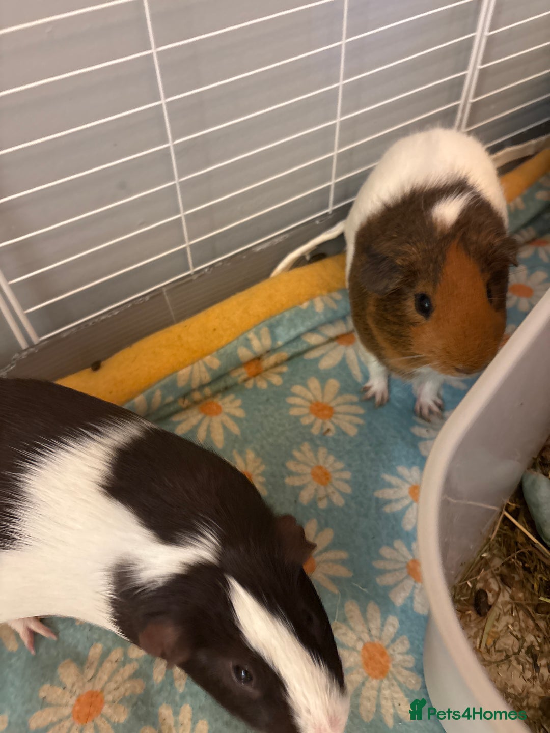 Guinea Pig rodents for sale: 2 Bonded male Guinea pigs  - Advert 1
