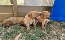 Labrador Retriever dogs for sale: Fox Red Labrador puppies  - Image 12