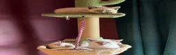 Oriental cats for sale: 7 RAGDOLL/SIAMESE KITTENS  - Advert 18