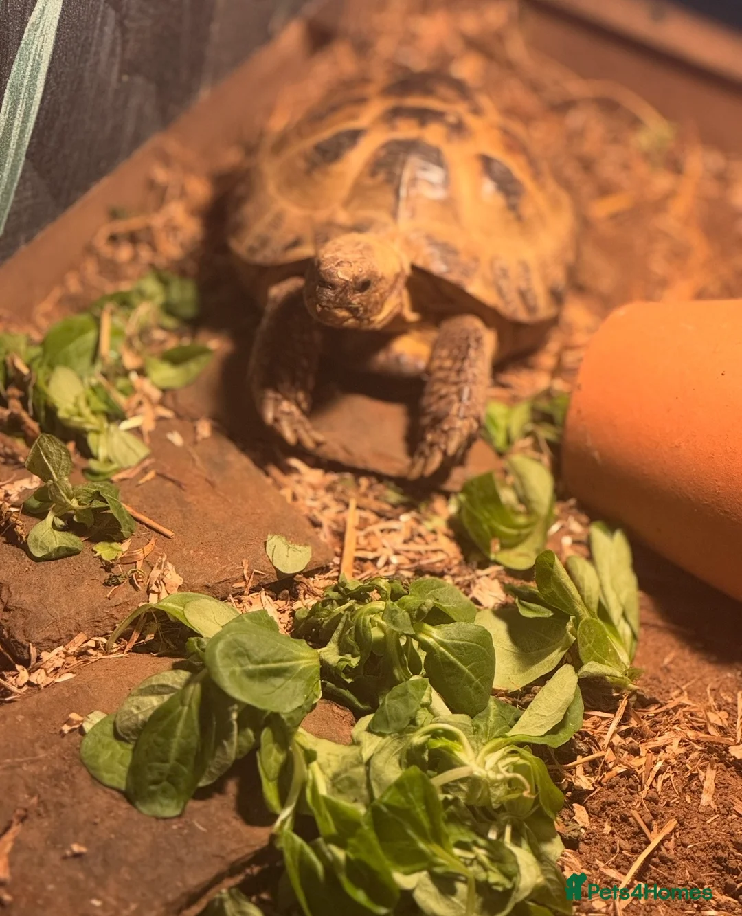 Tortoise reptiles for sale: Horsefield tortoise with custom viv in Swindon - Advert 1