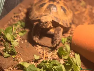 Tortoise reptiles Horsefield tortoise with custom viv in Swindon - Advert 2