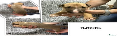 English Bull Terrier Puppy 1