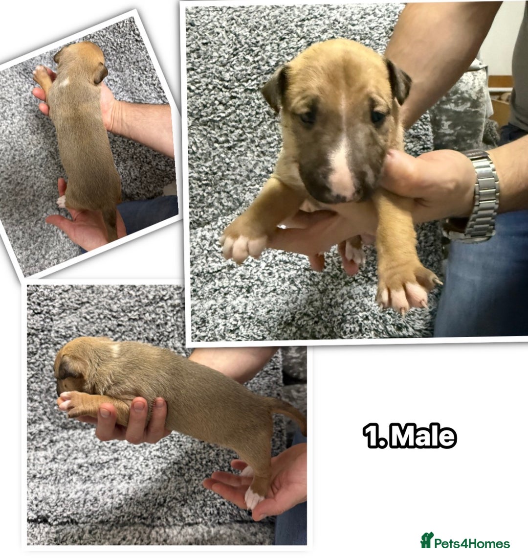 English Bull Terrier dogs for sale: KS-registered English Bull Terrier Puppies  - Advert 2