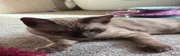 Bengal cats for sale: Seal Solid Silver Mink Bengals ❤️ - Advert 11