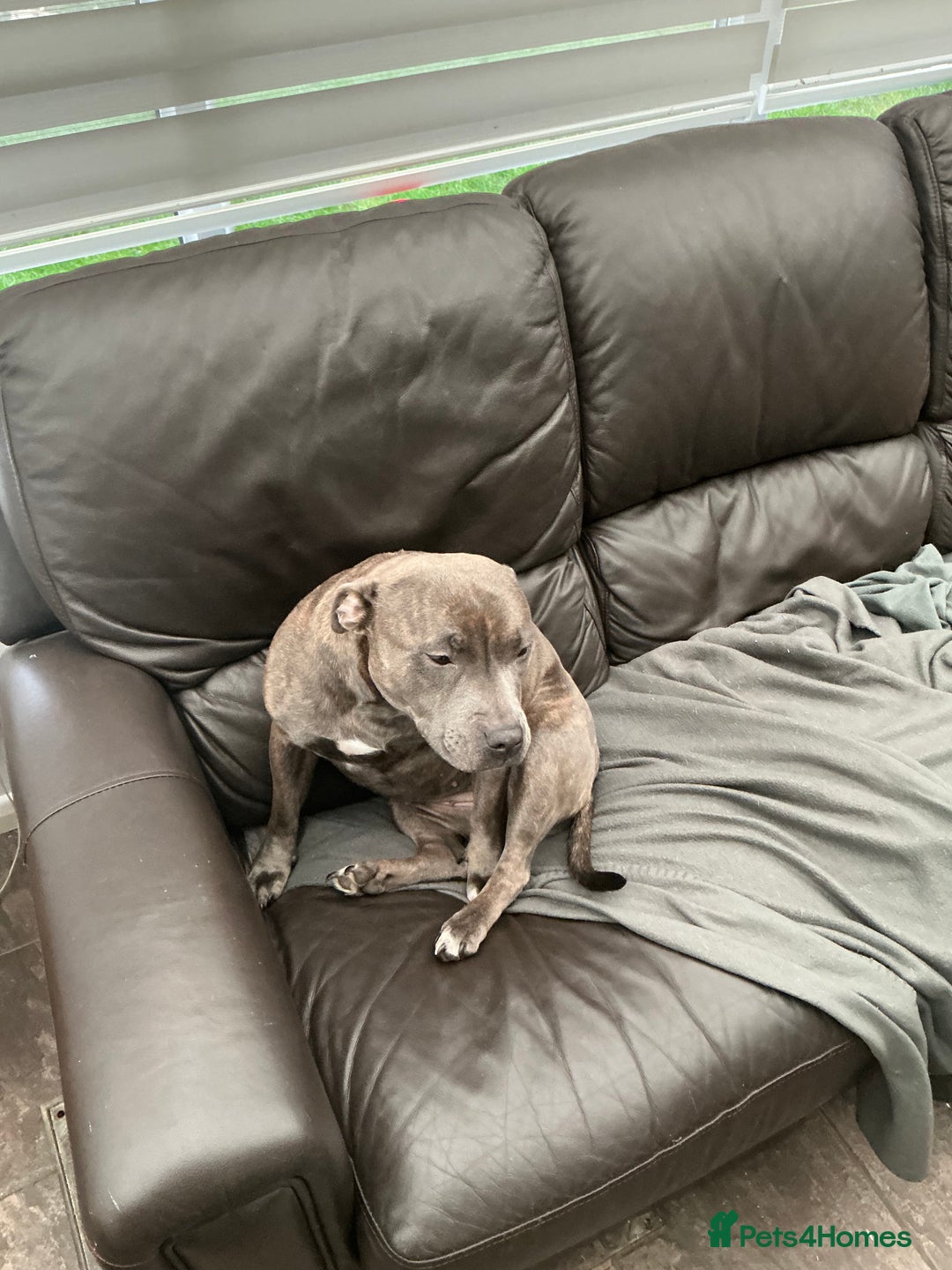 Staffordshire Bull Terrier dogs for stud: Bell Bell - Advert 1