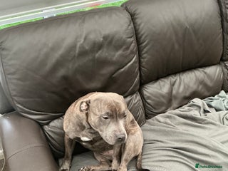 Staffordshire Bull Terrier dogs Bell Bell - Advert 1