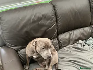 Staffordshire Bull Terrier dogs Bell Bell - Advert 19