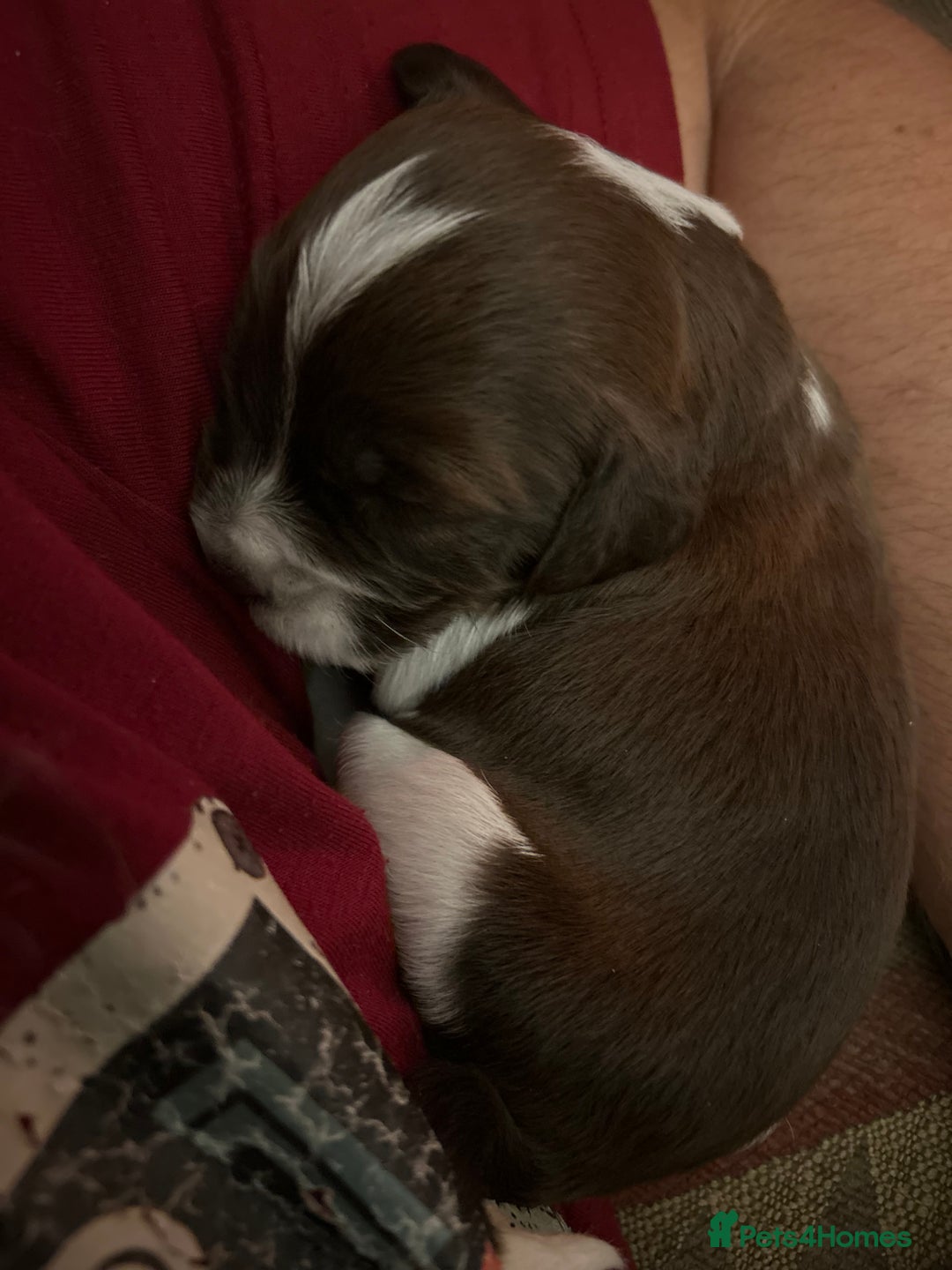 Mixed Breed dogs for sale: CockerpooXitalian spinone poo  - Image 3
