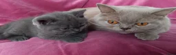 British Shorthair cats for sale: Stunning blue pedigree kittens TICA registered  - Advert 4
