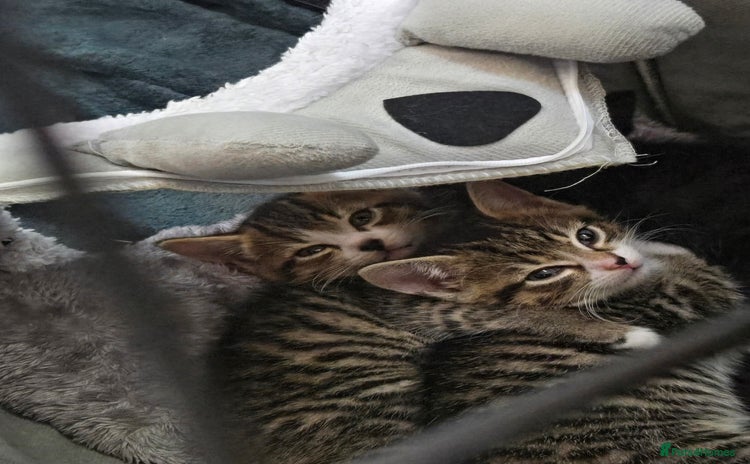 Mixed Breed cats - Advert 1