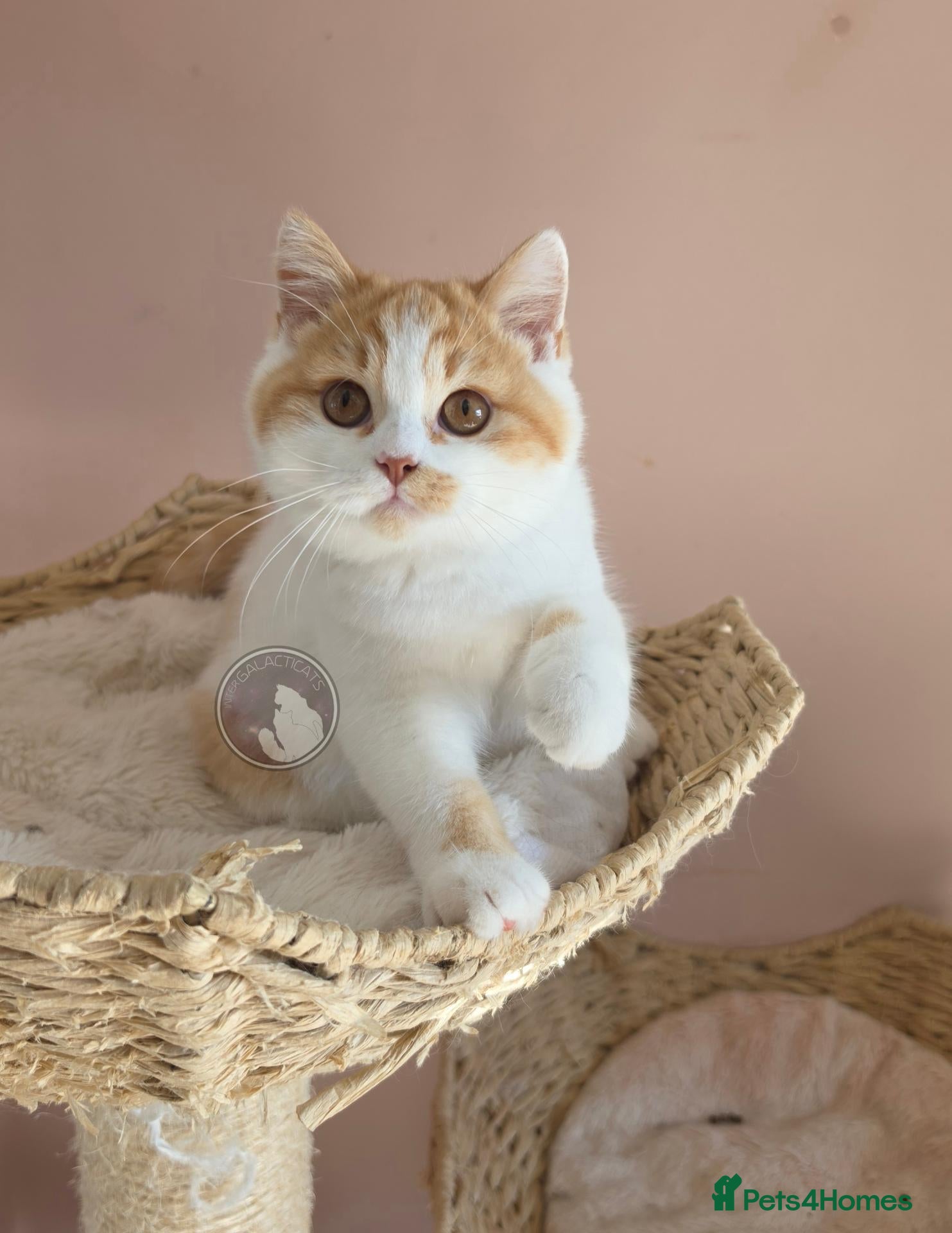 British Shorthair cats GCCF chunky British shorthair kittens - Advert 1