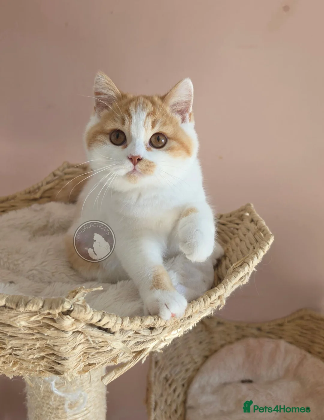 British Shorthair cats for sale: GCCF chunky British shorthair kittens - Advert 1