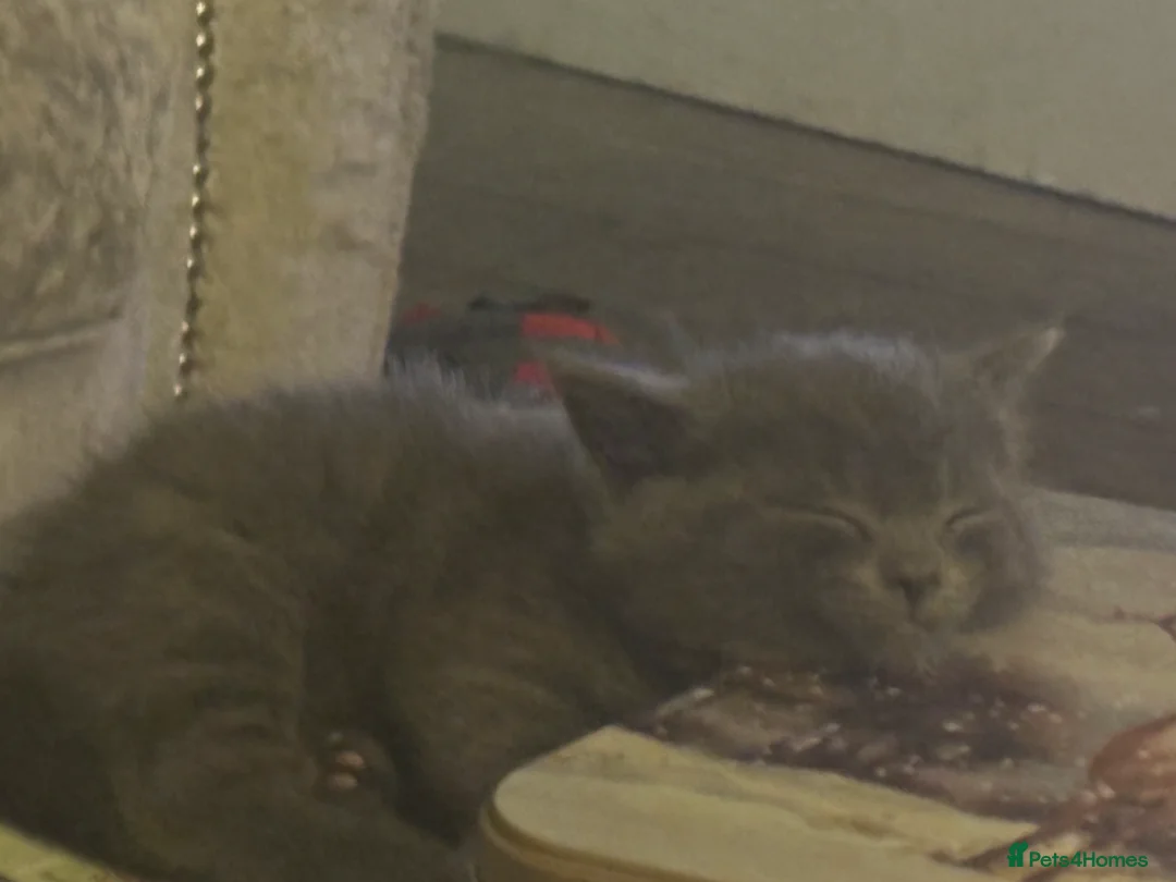 British Shorthair cats for sale: 4 beautiful kittens  - Advert 6