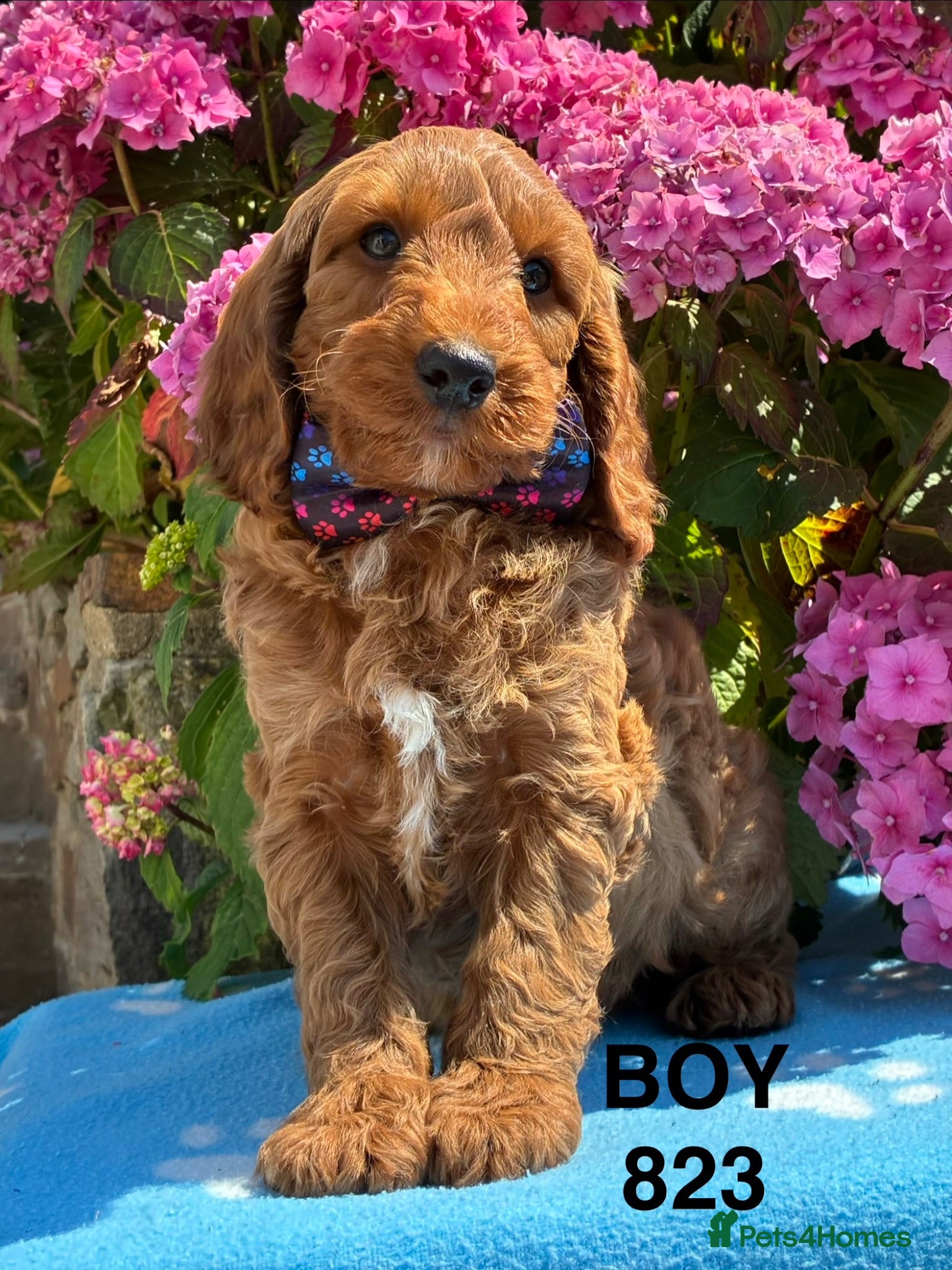 Cockapoo dogs F1b Cockapoo Puppies  - Advert 13