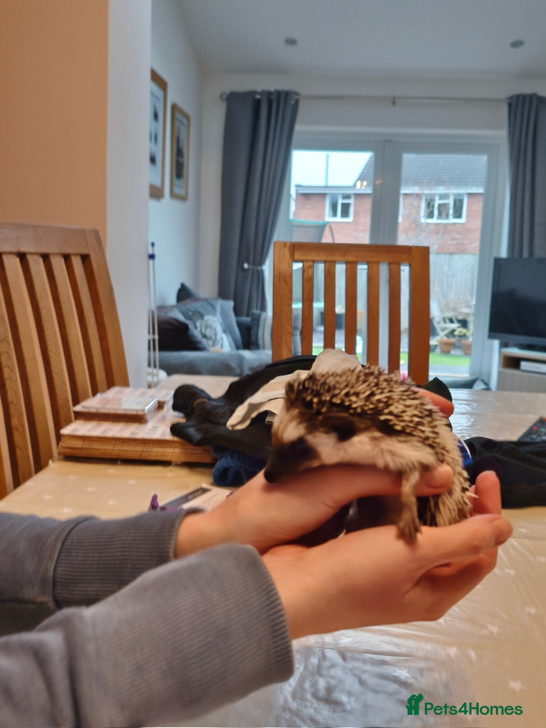 Pygmy Hedgehog rodents for sale: African pygmy hedgehog and set up - Image 5