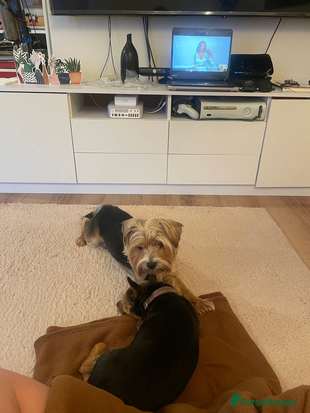 Yorkshire Terrier dogs for stud: 🐶 Yorkshire Terrier Stud Available 🐶 - Advert 4