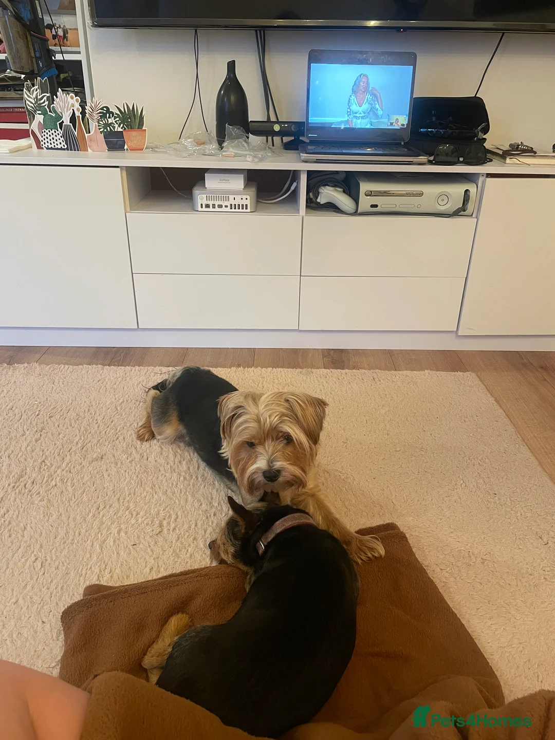 Yorkshire Terrier dogs for stud: 🐶 Yorkshire Terrier Stud Available 🐶 - Advert 4