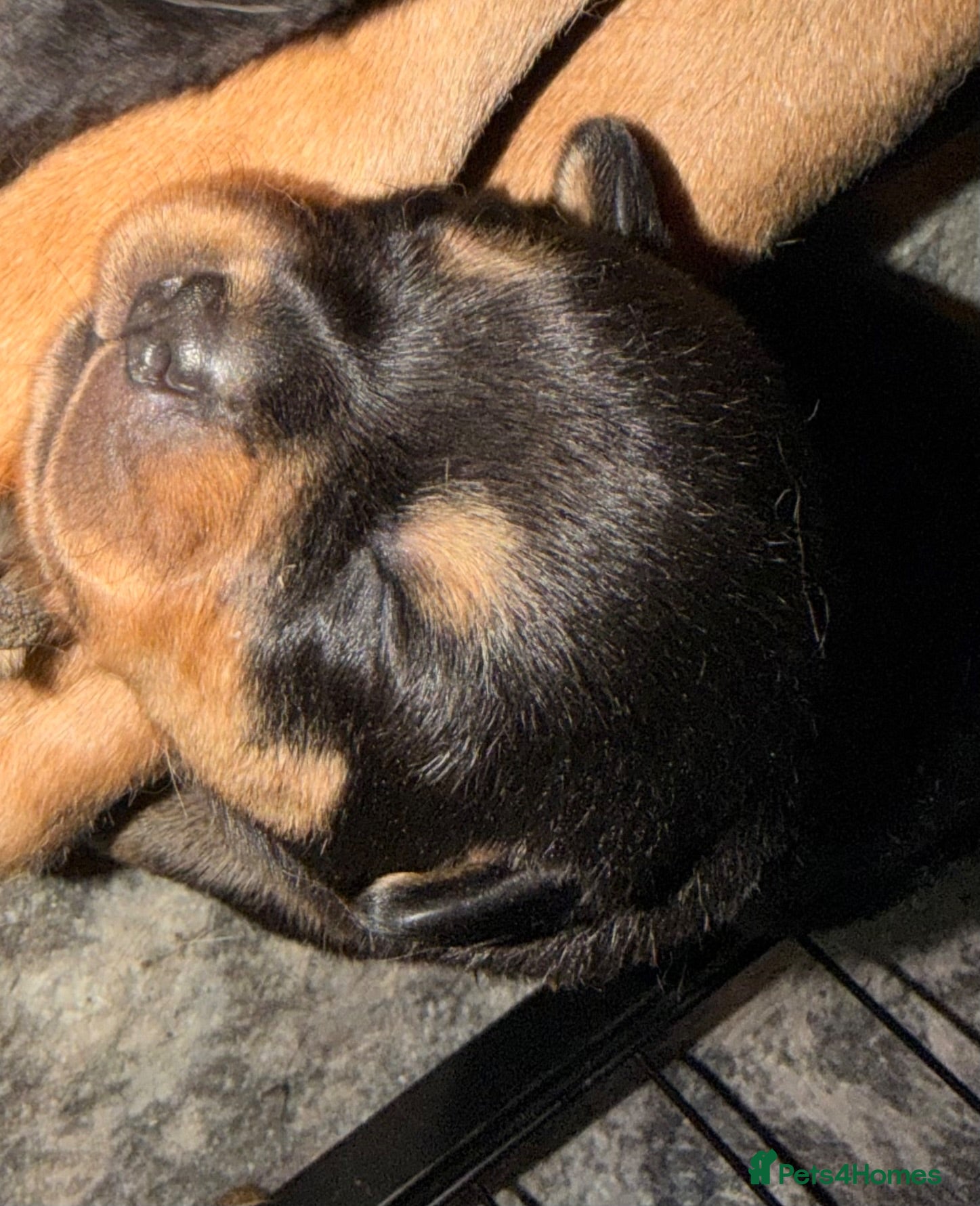Rottweiler dogs Rare beautiful Rottweiler puppies  - Advert 6