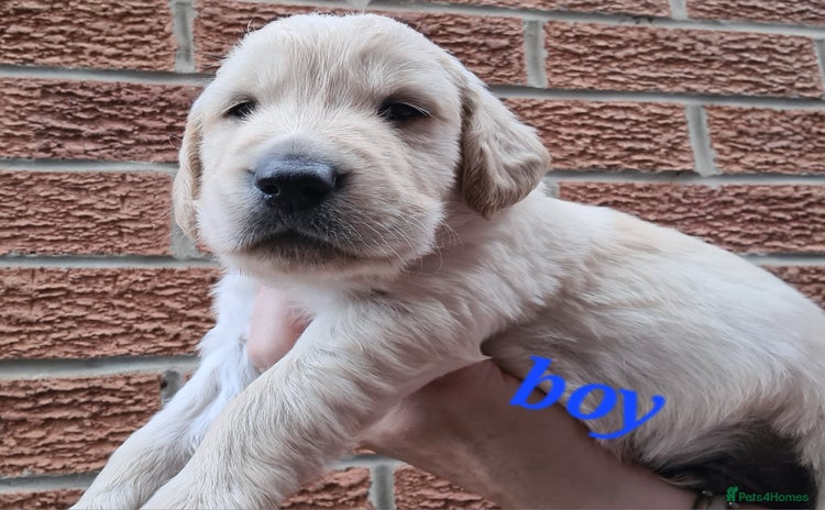Golden Retriever dogs - Advert 2