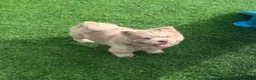 Chow Chow dogs for sale: Exotic colour male chow chow puppies for sale  - Advert 3