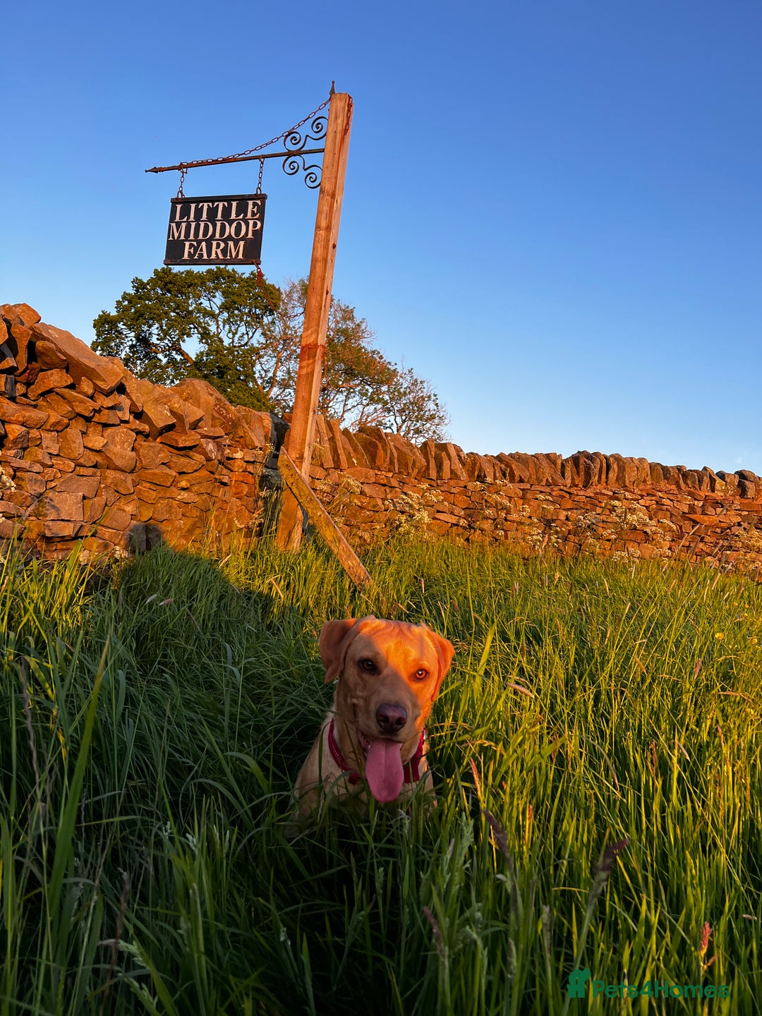 Labrador Retriever dogs for sale: My boy Lenny  - Image 5