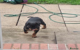Rottweiler dogs for sale: Rottweiler bicth  - Image 5