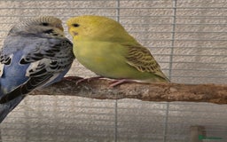 Budgerigars birds for sale: 2 friendly budgies - Advert 3