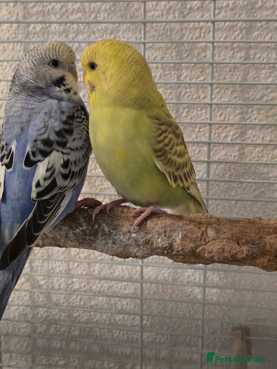 Budgerigars birds for sale: 2 friendly budgies - Advert 3