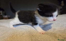 Mixed Breed cats for sale: Stunning kittens available Leicestershire  - Image 3
