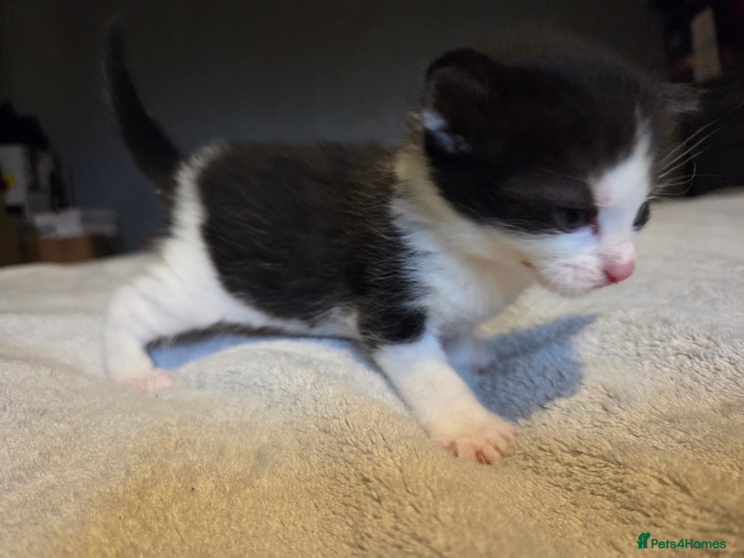 Mixed Breed cats for sale: Stunning kittens available Leicestershire  - Image 3