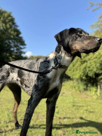 Mixed Breed dogs - Advert 4
