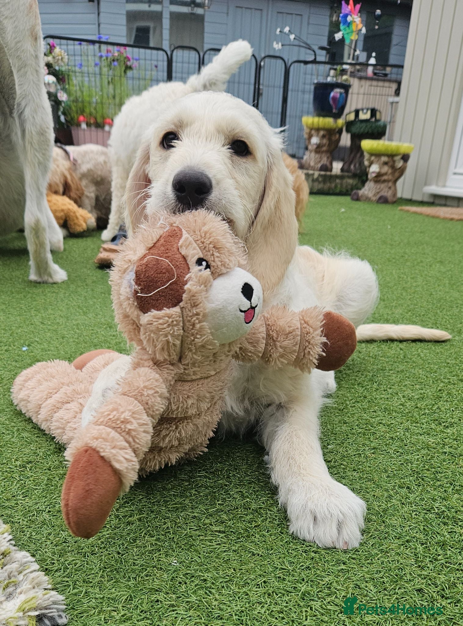Double Doodle dogs Double Doodle Puppies (Hypoallergenic) - Advert 2