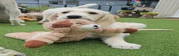 Double Doodle dogs for sale: Double Doodle Puppies (Hypoallergenic) - Advert 1