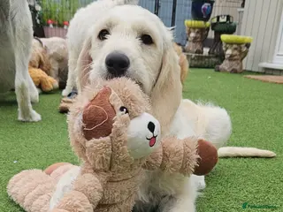 Double Doodle dogs Double Doodle Puppies (Hypoallergenic) - Advert 2
