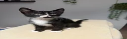 Mixed Breed cats for sale: Beautiful Tri Colour Calico Tuxedo Tabby Kittens - Advert 7