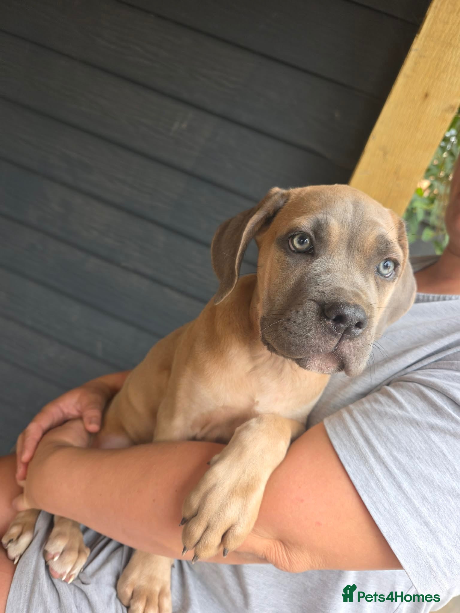 Cane Corso dogs Last stunning formentino girl left 😍 - Advert 1
