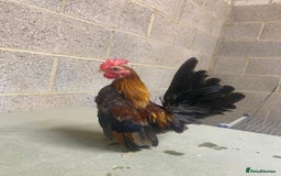 Chickens poultry for sale: 11 week old Serama frizzle bantams  in Milton Keynes - Advert 7