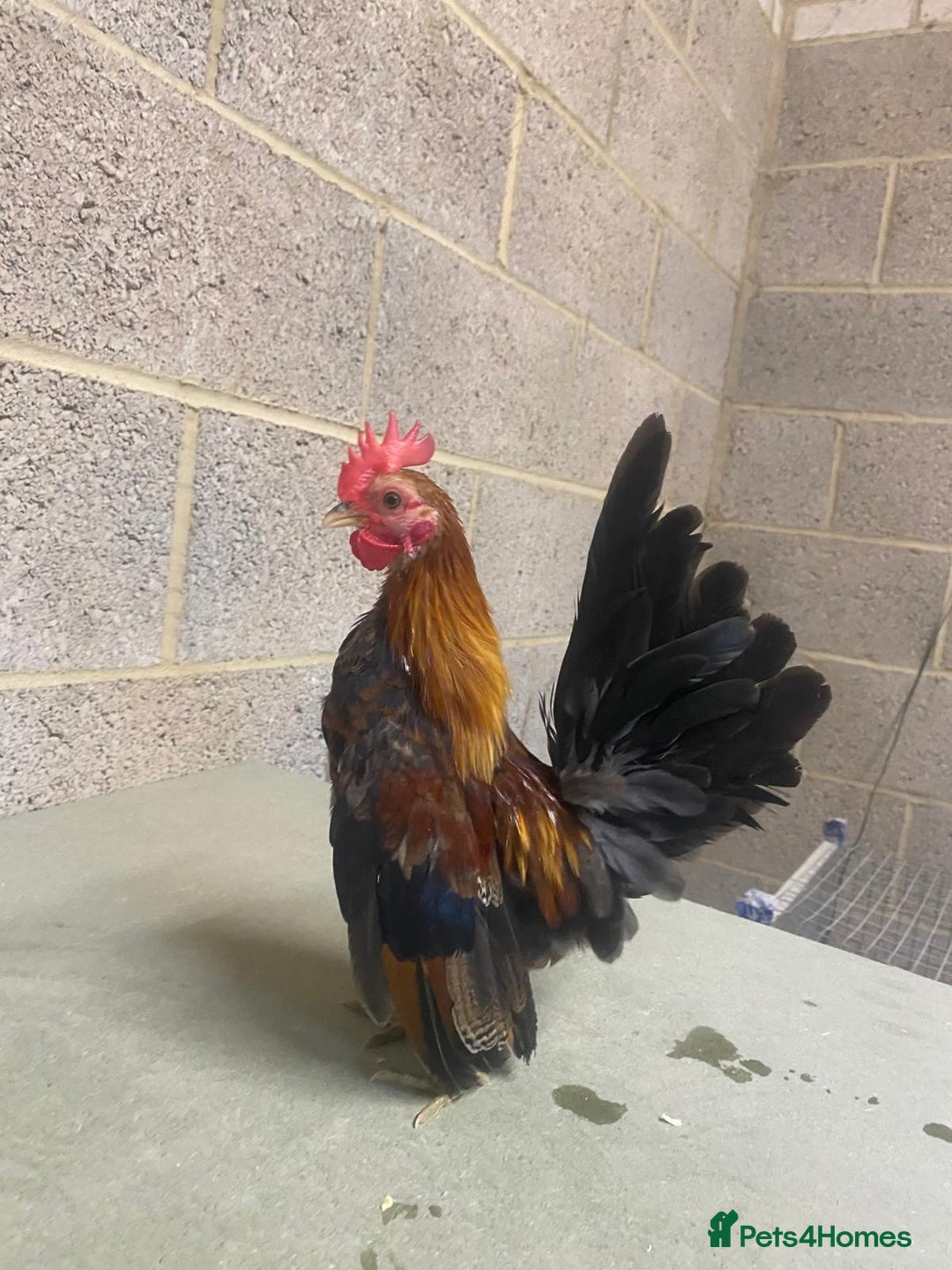 Chickens poultry for sale: 11 week old Serama frizzle bantams  in Milton Keynes - Advert 7