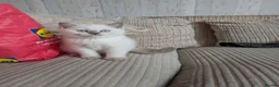British Shorthair cats for sale: British Shorthair ready now!  - Advert 13