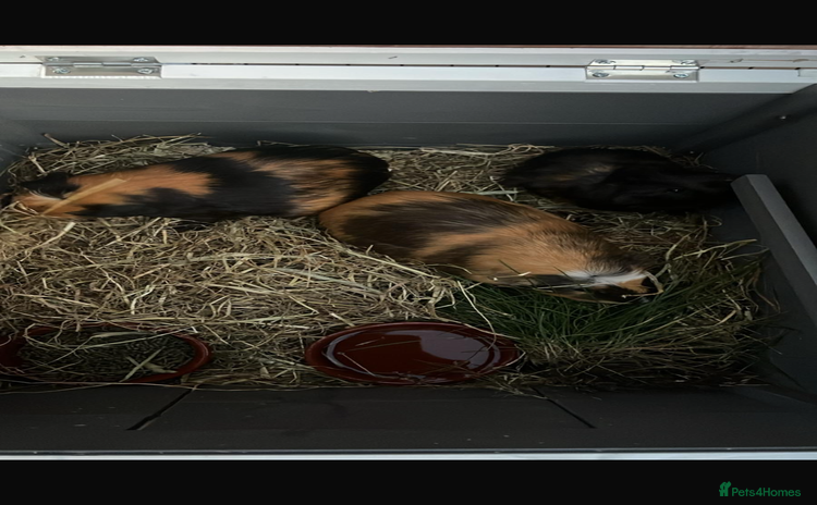 Guinea Pig rodents - Advert 13